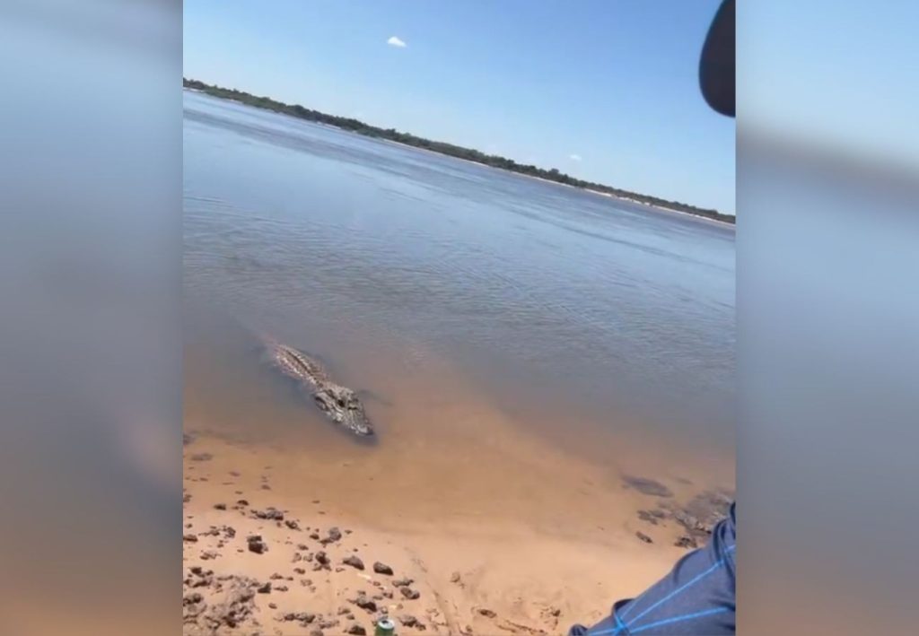 Bióloga explica comportamento de jacaré-açu ‘Joãozinho’, atraído com peixes no TO