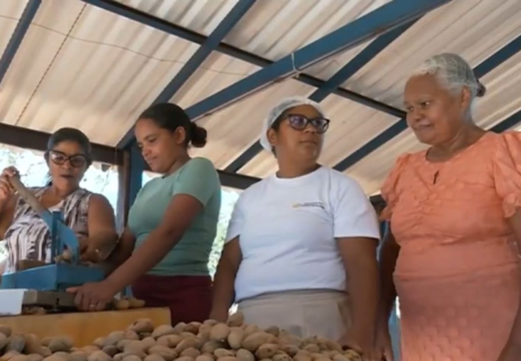 Colheita da castanha de baru gera renda para mulheres e abastece produção de doces no TO