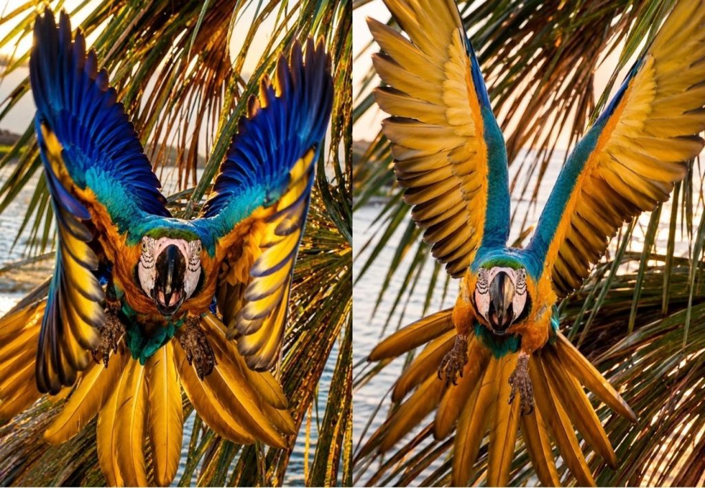Arara-canindé é fotografada alçando voo majestoso para tentar “espantar” drone em orla de praia no TO; VÍDEO