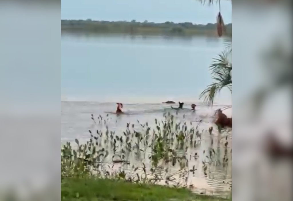 ‘Animal oportunista’, diz bióloga sobre espécie de jacaré que deu bote e desapareceu com cachorro em lago no TO